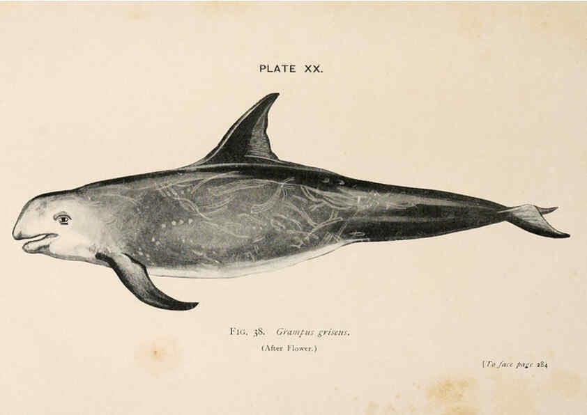 Reproducción/Reproduction 6002559066: A book of whales London,J. Murray;1900