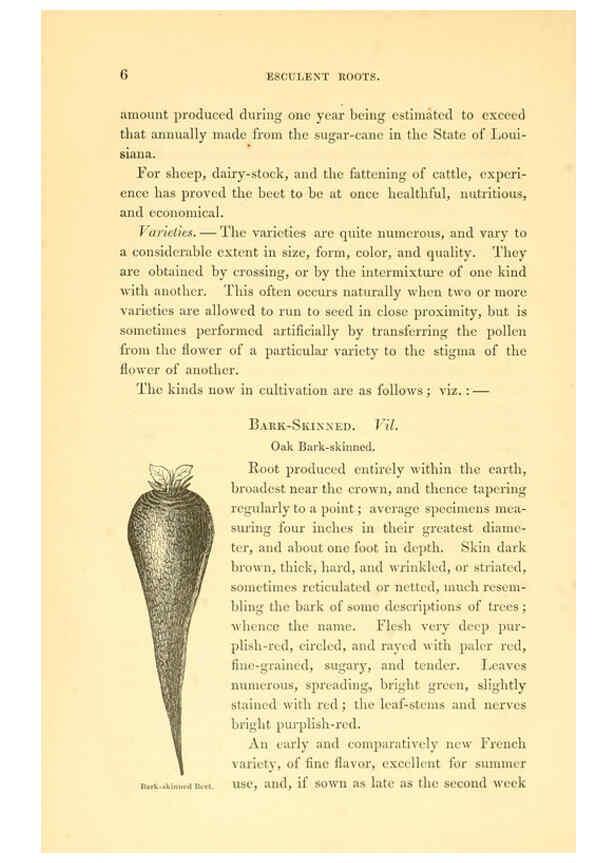 Reproducción/Reproduction 6002631470: The field and garden vegetables of America Boston,Crosby and Nichols,1863