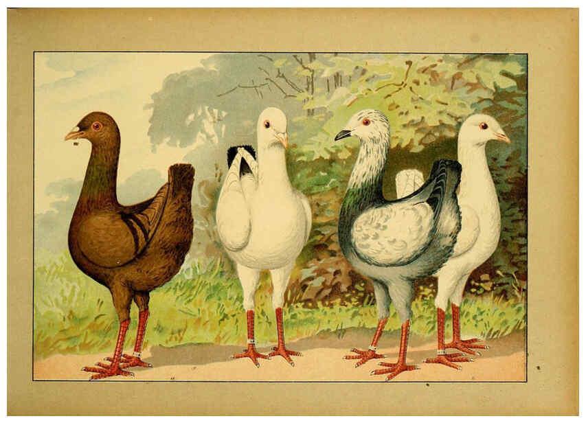 Reproducción/Reproduction 6005216534: Illustriertes Prachtwerk sämtlicher Taubenrassen Würzburg,Königl. Universitätsdruckerei H. Stürtz a.g.[1906?] 