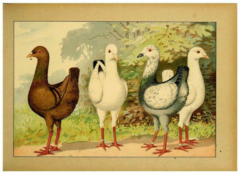 Reproducción/Reproduction 6005216534: Illustriertes Prachtwerk sämtlicher Taubenrassen Würzburg,Königl. Universitätsdruckerei H. Stürtz a.g.[1906?] 