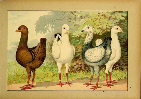 Reproducción/Reproduction 6005216534: Illustriertes Prachtwerk sämtlicher Taubenrassen Würzburg,Königl. Universitätsdruckerei H. Stürtz a.g.[1906?] 