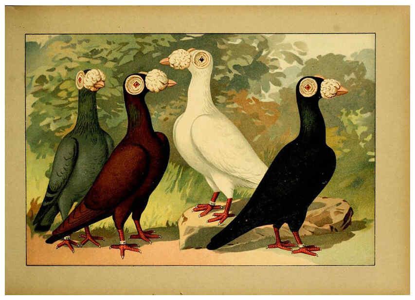 Reproducción/Reproduction 6004670829: Illustriertes Prachtwerk sämtlicher Taubenrassen Würzburg,Königl. Universitätsdruckerei H. Stürtz a.g.[1906?] 
