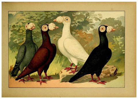 Reproducción/Reproduction 6004670829: Illustriertes Prachtwerk sämtlicher Taubenrassen Würzburg,Königl. Universitätsdruckerei H. Stürtz a.g.[1906?] 