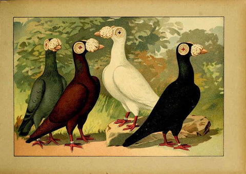 Reproducción/Reproduction 6004670829: Illustriertes Prachtwerk sämtlicher Taubenrassen Würzburg,Königl. Universitätsdruckerei H. Stürtz a.g.[1906?] 