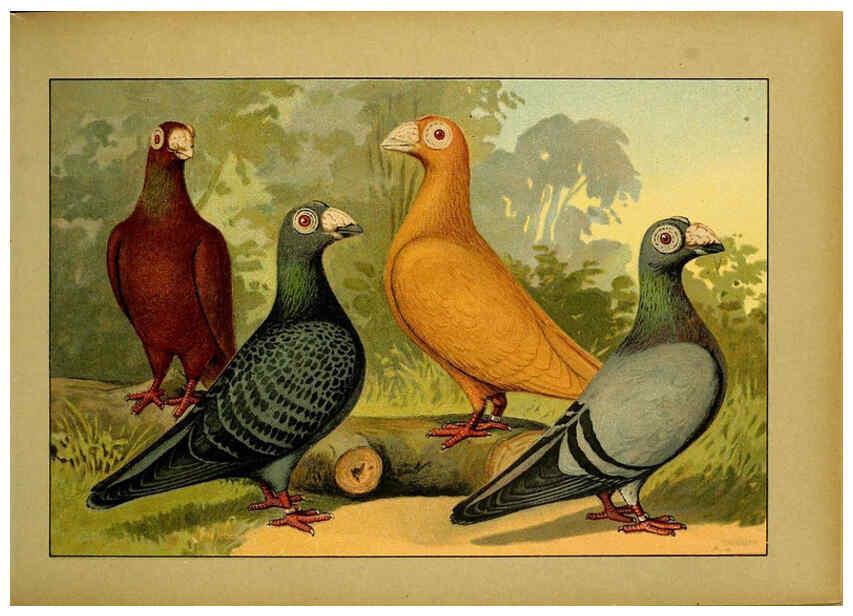 Reproducción/Reproduction 6004671039: Illustriertes Prachtwerk sämtlicher Taubenrassen Würzburg,Königl. Universitätsdruckerei H. Stürtz a.g.[1906?] 