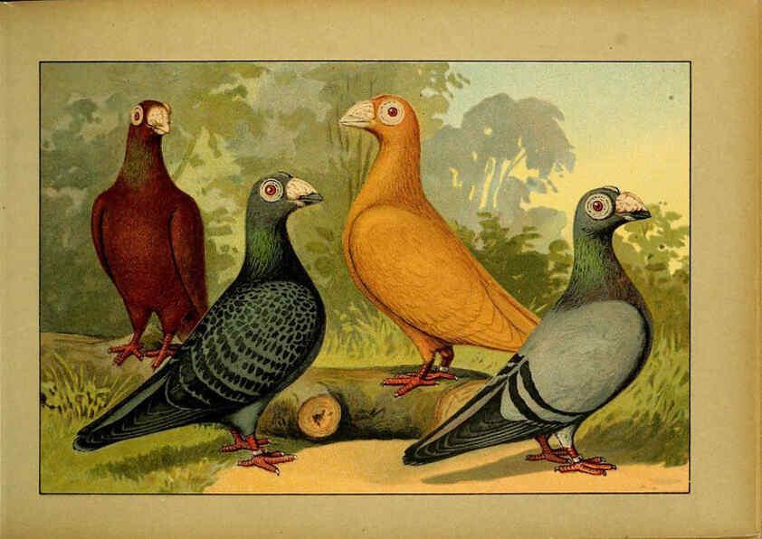 Reproducción/Reproduction 6004671039: Illustriertes Prachtwerk sämtlicher Taubenrassen Würzburg,Königl. Universitätsdruckerei H. Stürtz a.g.[1906?] 