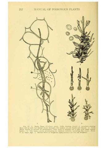 Reproducción/Reproduction 6004760757: A manual of poisonous plants Cedar Rapids, Ia. :The Torch Press,1910-11