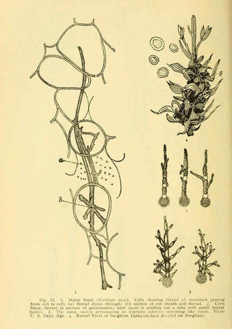 Reproducción/Reproduction 6004760757: A manual of poisonous plants Cedar Rapids, Ia. :The Torch Press,1910-11