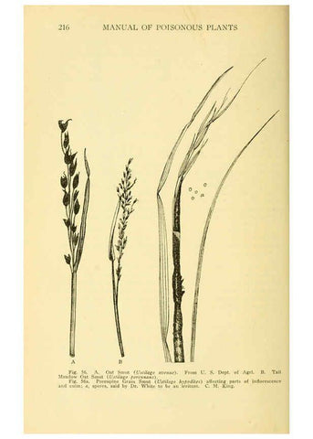 Reproducción/Reproduction 6004760957: A manual of poisonous plants Cedar Rapids, Ia. :The Torch Press,1910-11