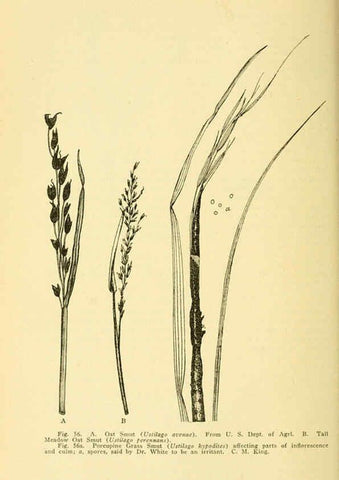 Reproducción/Reproduction 6004760957: A manual of poisonous plants Cedar Rapids, Ia. :The Torch Press,1910-11