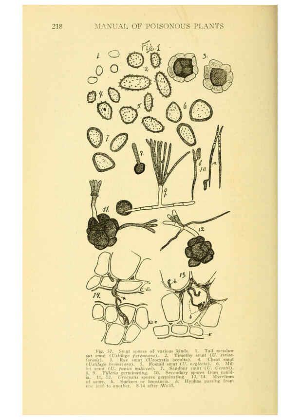 Reproducción/Reproduction 6005306744: A manual of poisonous plants Cedar Rapids, Ia. :The Torch Press,1910-11