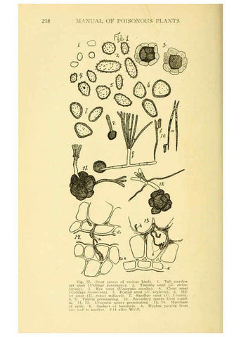 Reproducción/Reproduction 6005306744: A manual of poisonous plants Cedar Rapids, Ia. :The Torch Press,1910-11
