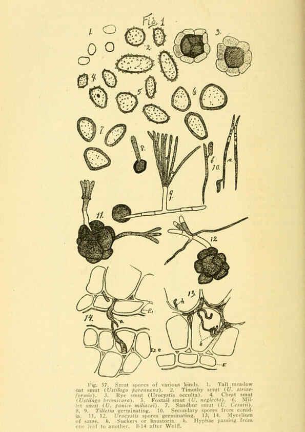 Reproducción/Reproduction 6005306744: A manual of poisonous plants Cedar Rapids, Ia. :The Torch Press,1910-11