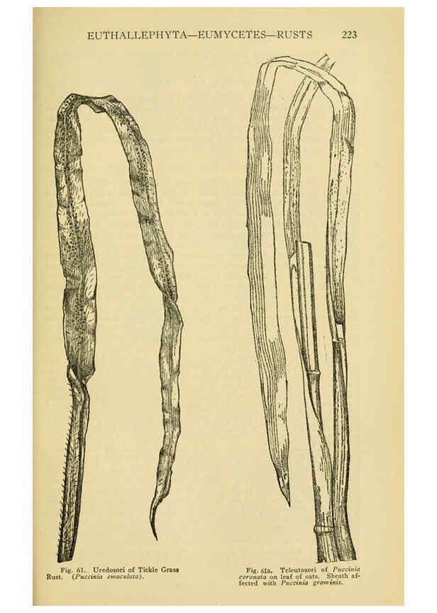 Reproducción/Reproduction 6005306958: A manual of poisonous plants Cedar Rapids, Ia. :The Torch Press,1910-11