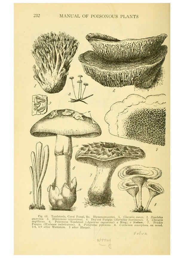 Reproducción/Reproduction 6004761643: A manual of poisonous plants Cedar Rapids, Ia. :The Torch Press,1910-11
