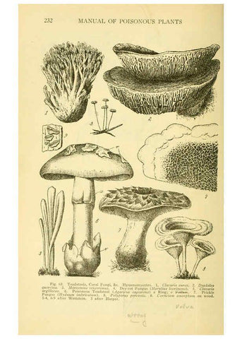 Reproducción/Reproduction 6004761643: A manual of poisonous plants Cedar Rapids, Ia. :The Torch Press,1910-11