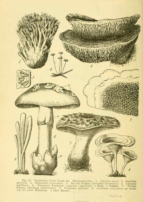 Reproducción/Reproduction 6004761643: A manual of poisonous plants Cedar Rapids, Ia. :The Torch Press,1910-11