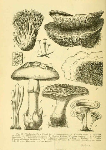 Reproducción/Reproduction 6004761643: A manual of poisonous plants Cedar Rapids, Ia. :The Torch Press,1910-11
