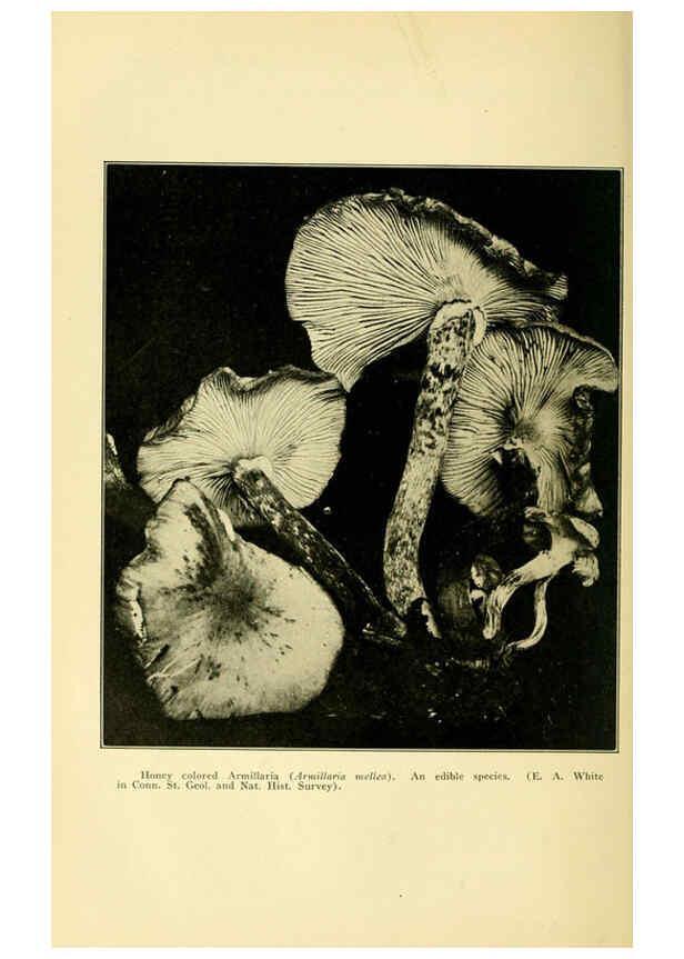 Reproducción/Reproduction 6004761837: A manual of poisonous plants Cedar Rapids, Ia. :The Torch Press,1910-11