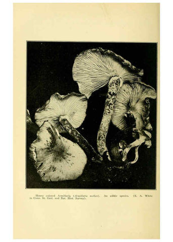 Reproducción/Reproduction 6004761837: A manual of poisonous plants Cedar Rapids, Ia. :The Torch Press,1910-11