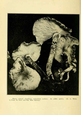 Reproducción/Reproduction 6004761837: A manual of poisonous plants Cedar Rapids, Ia. :The Torch Press,1910-11