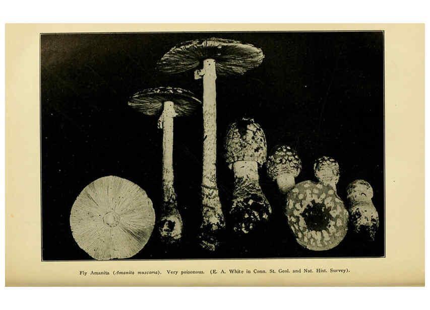 Reproducción/Reproduction 6004762101: A manual of poisonous plants Cedar Rapids, Ia. :The Torch Press,1910-11
