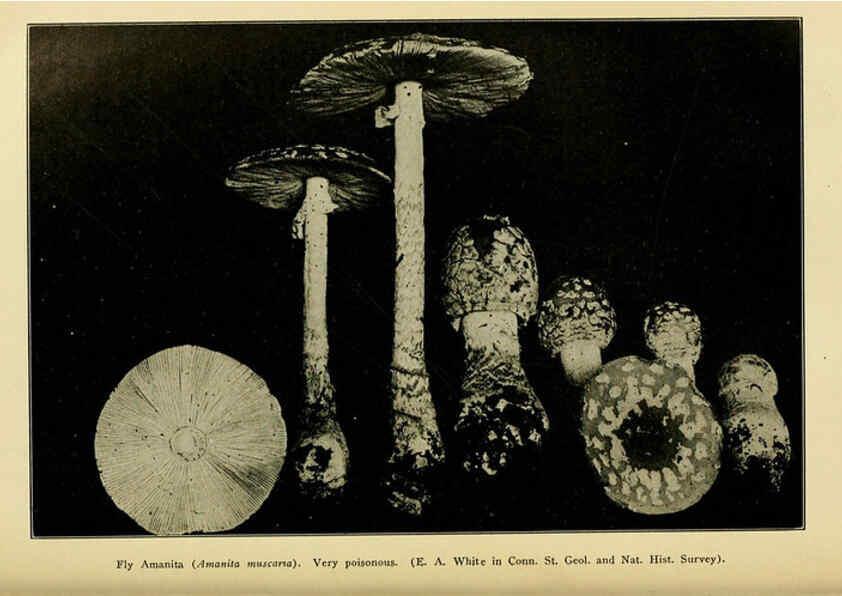 Reproducción/Reproduction 6004762101: A manual of poisonous plants Cedar Rapids, Ia. :The Torch Press,1910-11