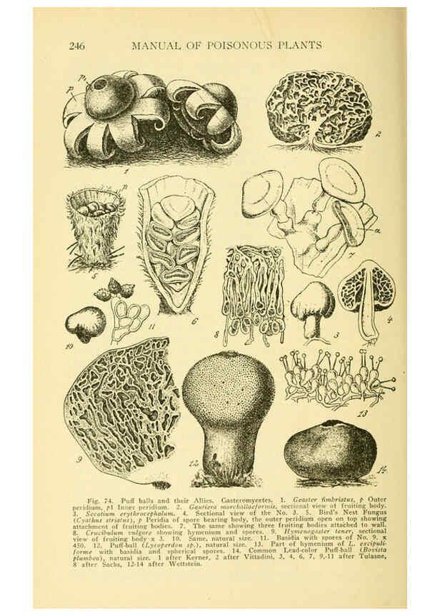 Reproducción/Reproduction 6005308084: A manual of poisonous plants Cedar Rapids, Ia. :The Torch Press,1910-11