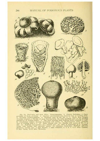 Reproducción/Reproduction 6005308084: A manual of poisonous plants Cedar Rapids, Ia. :The Torch Press,1910-11