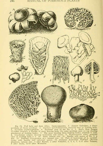 Reproducción/Reproduction 6005308084: A manual of poisonous plants Cedar Rapids, Ia. :The Torch Press,1910-11