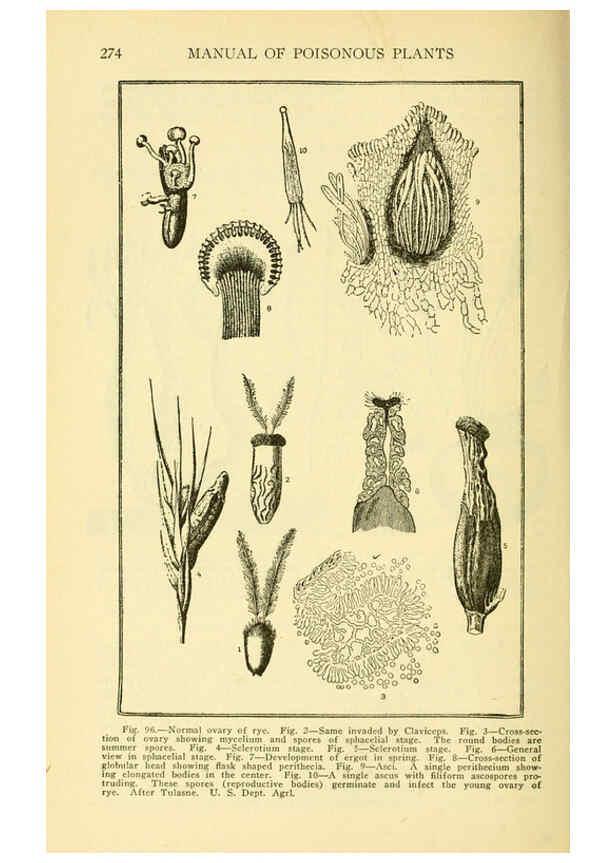 Reproducción/Reproduction 6004763009: A manual of poisonous plants Cedar Rapids, Ia. :The Torch Press,1910-11