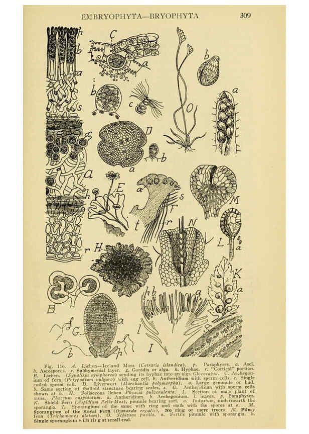 Reproducción/Reproduction 6005308698: A manual of poisonous plants Cedar Rapids, Ia. :The Torch Press,1910-11