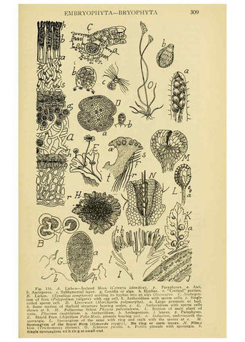 Reproducción/Reproduction 6005308698: A manual of poisonous plants Cedar Rapids, Ia. :The Torch Press,1910-11