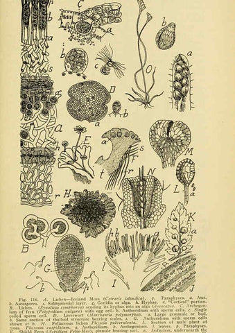Reproducción/Reproduction 6005308698: A manual of poisonous plants Cedar Rapids, Ia. :The Torch Press,1910-11