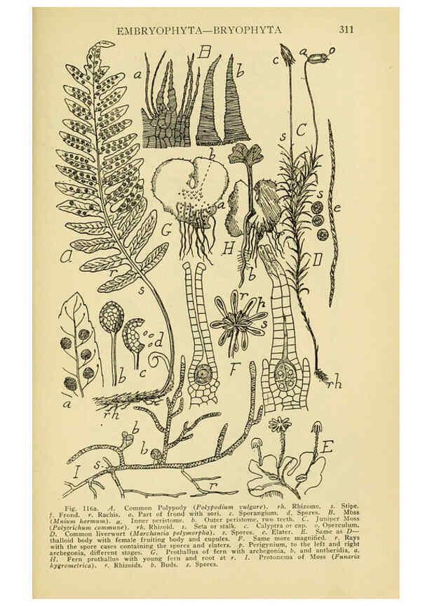 Reproducción/Reproduction 6004763407: A manual of poisonous plants Cedar Rapids, Ia. :The Torch Press,1910-11