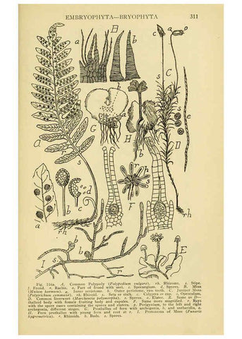 Reproducción/Reproduction 6004763407: A manual of poisonous plants Cedar Rapids, Ia. :The Torch Press,1910-11