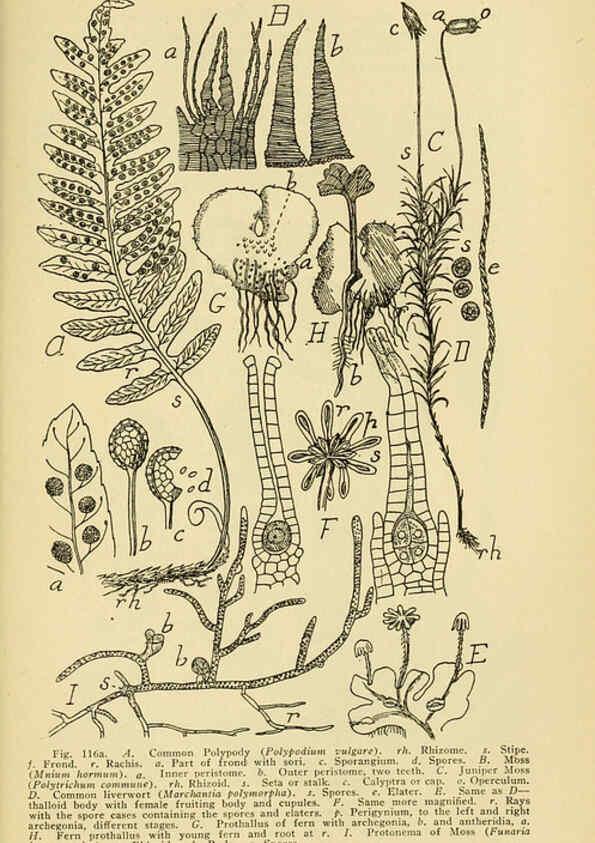 Reproducción/Reproduction 6004763407: A manual of poisonous plants Cedar Rapids, Ia. :The Torch Press,1910-11
