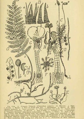 Reproducción/Reproduction 6004763407: A manual of poisonous plants Cedar Rapids, Ia. :The Torch Press,1910-11