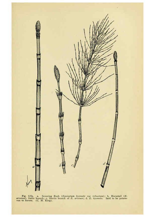 Reproducción/Reproduction 6004763547: A manual of poisonous plants Cedar Rapids, Ia. :The Torch Press,1910-11