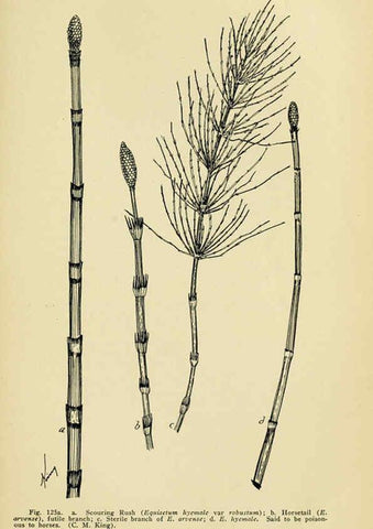 Reproducción/Reproduction 6004763547: A manual of poisonous plants Cedar Rapids, Ia. :The Torch Press,1910-11