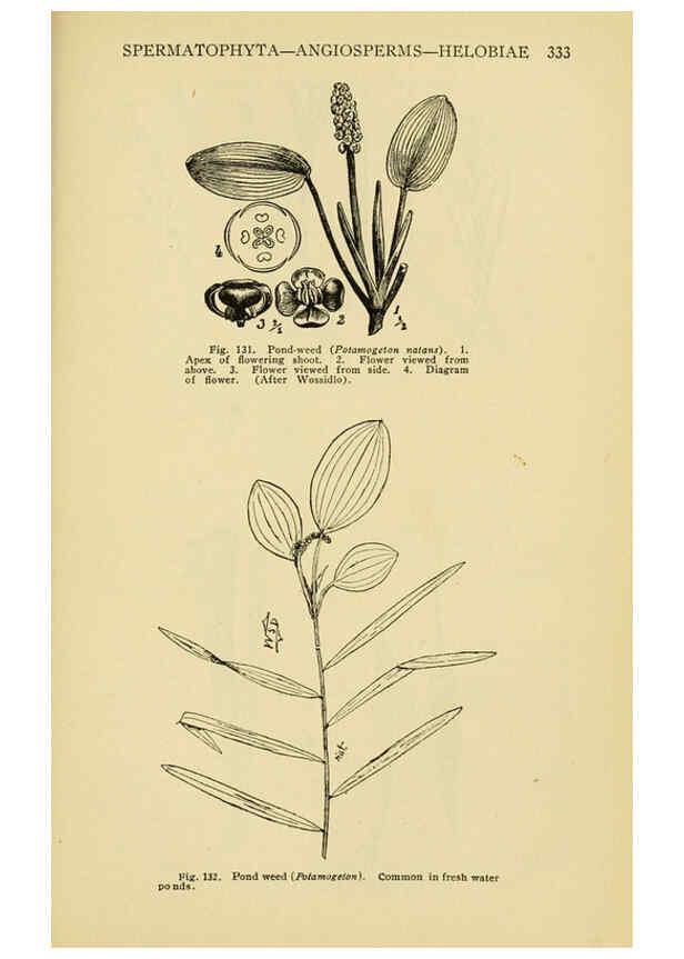 Reproducción/Reproduction 6004763795: A manual of poisonous plants Cedar Rapids, Ia. :The Torch Press,1910-11