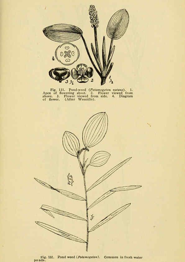 Reproducción/Reproduction 6004763795: A manual of poisonous plants Cedar Rapids, Ia. :The Torch Press,1910-11