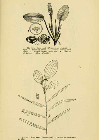 Reproducción/Reproduction 6004763795: A manual of poisonous plants Cedar Rapids, Ia. :The Torch Press,1910-11