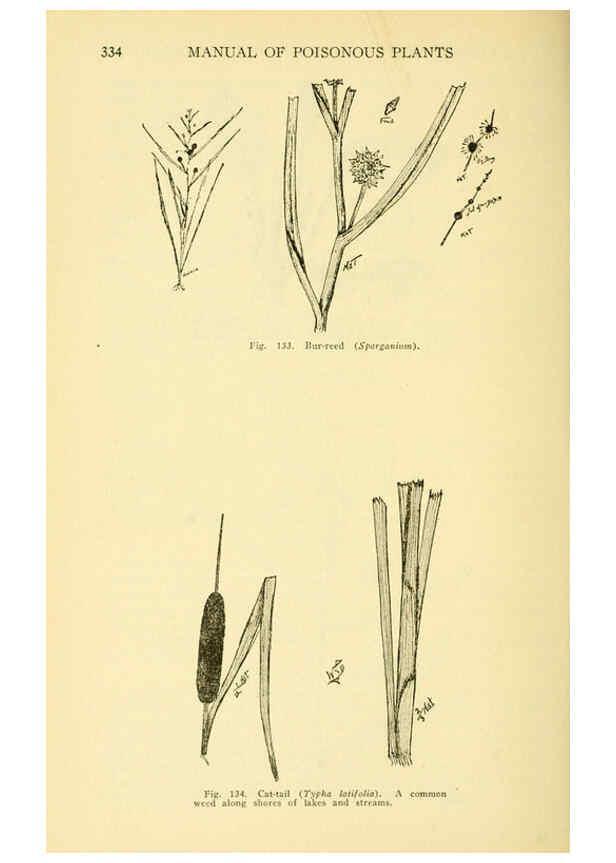 Reproducción/Reproduction 6005309592: A manual of poisonous plants Cedar Rapids, Ia. :The Torch Press,1910-11