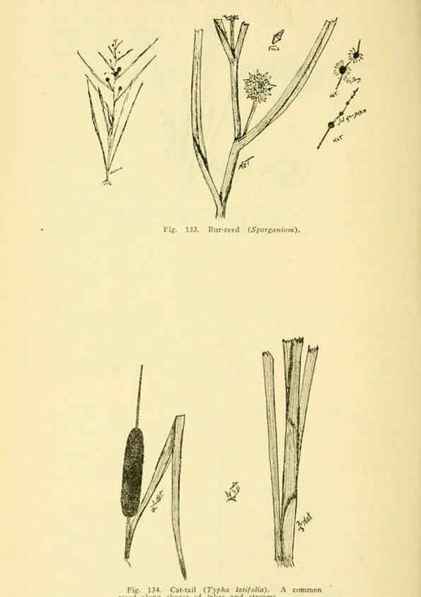 Reproducción/Reproduction 6005309592: A manual of poisonous plants Cedar Rapids, Ia. :The Torch Press,1910-11