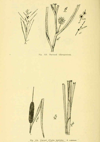 Reproducción/Reproduction 6005309592: A manual of poisonous plants Cedar Rapids, Ia. :The Torch Press,1910-11