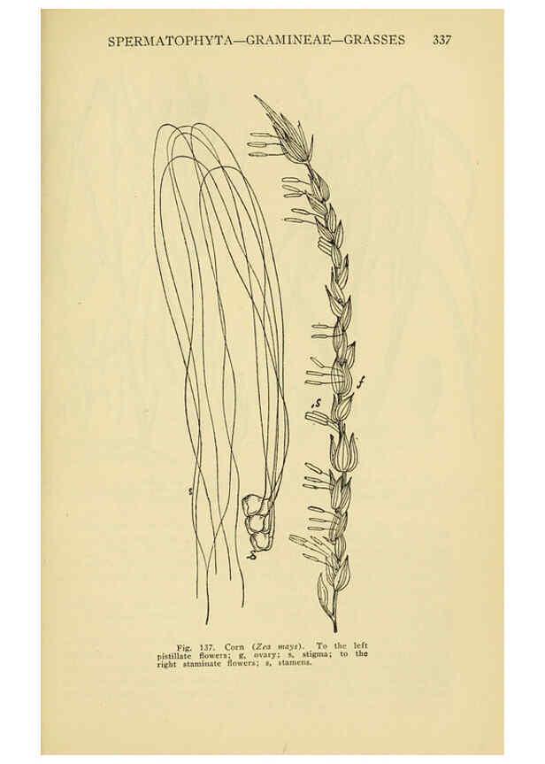 Reproducción/Reproduction 6005309838: A manual of poisonous plants Cedar Rapids, Ia. :The Torch Press,1910-11