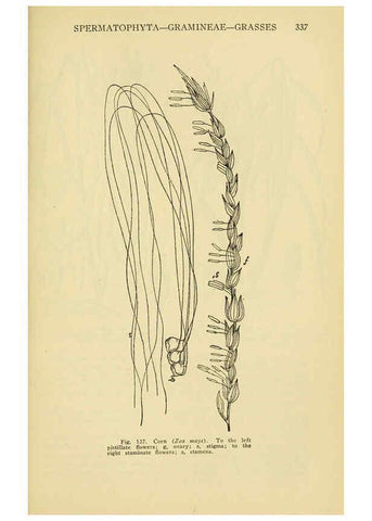 Reproducción/Reproduction 6005309838: A manual of poisonous plants Cedar Rapids, Ia. :The Torch Press,1910-11