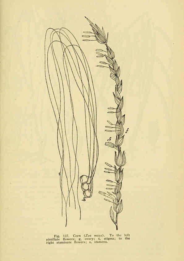 Reproducción/Reproduction 6005309838: A manual of poisonous plants Cedar Rapids, Ia. :The Torch Press,1910-11