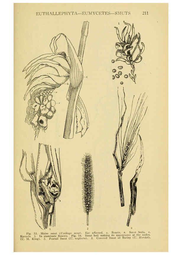 Reproducción/Reproduction 6004760547: A manual of poisonous plants Cedar Rapids, Ia. :The Torch Press,1910-11